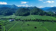 茶润 质守初心 抱